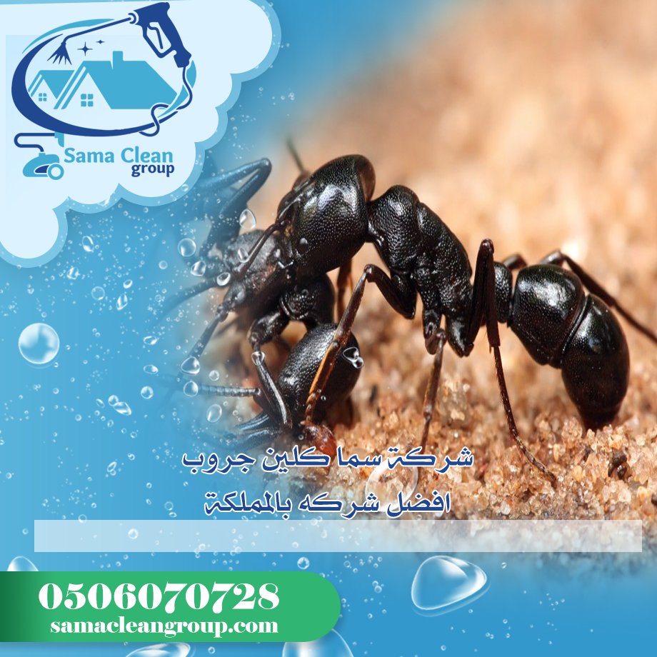 شركة مكافحة النمل الاسود بمكة 5 شركة مكافحة النمل الاسود بمكة