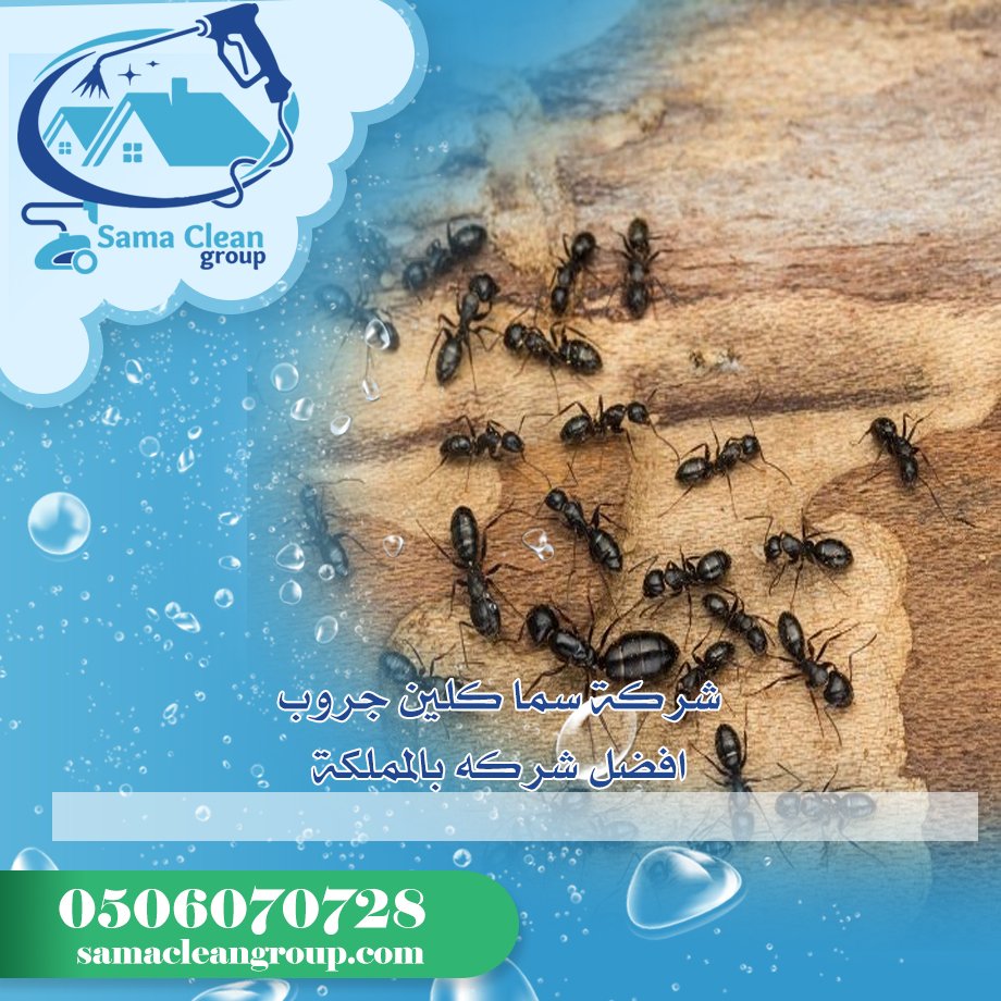 شركة مكافحة النمل الاسود بمكة 3 شركة مكافحة النمل الاسود بمكة