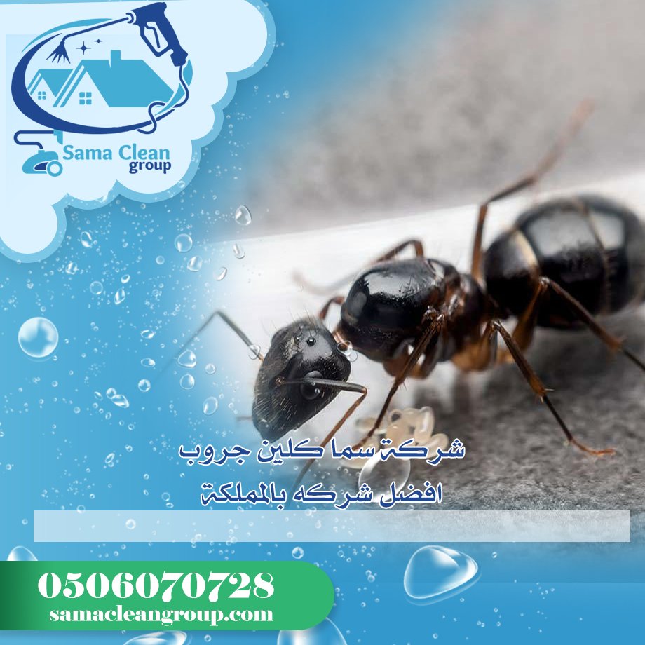 شركة مكافحة النمل الاسود بمكة 4 شركة مكافحة النمل الاسود بمكة