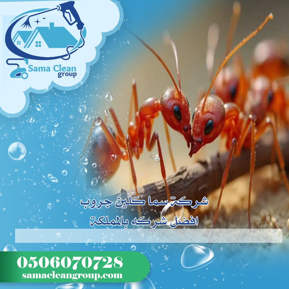 شركة مكافحة النمل بمكة 4  شركة مكافحة النمل بمكة