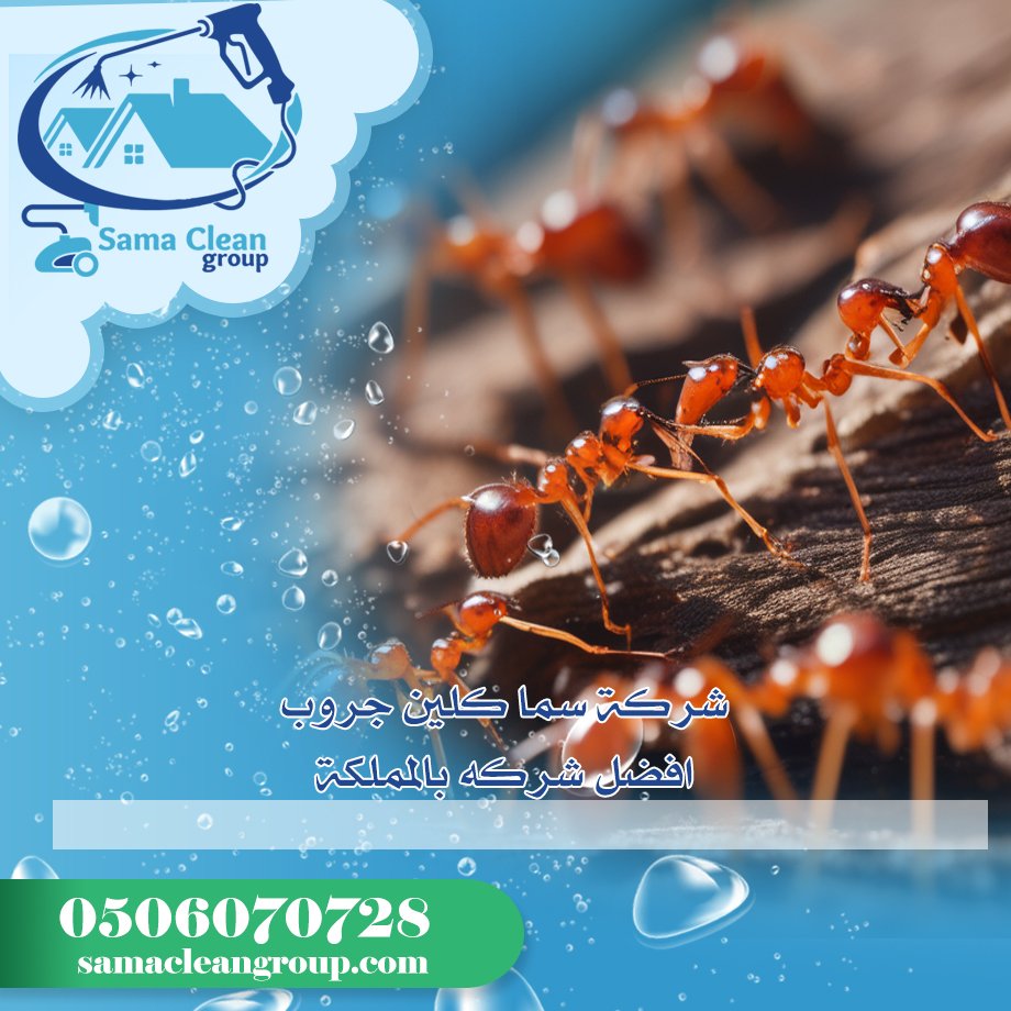 شركة مكافحة النمل بمكة 2 شركة مكافحة النمل بمكة