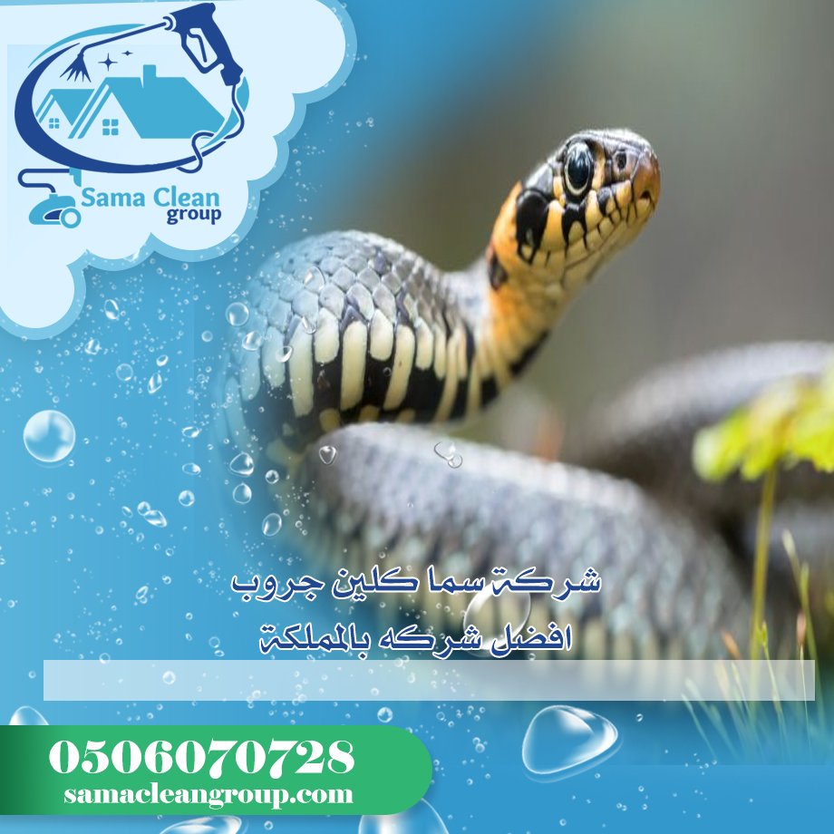 شركة مكافحة الثعابين بمكة 5 شركة مكافحة الثعابين بمكة