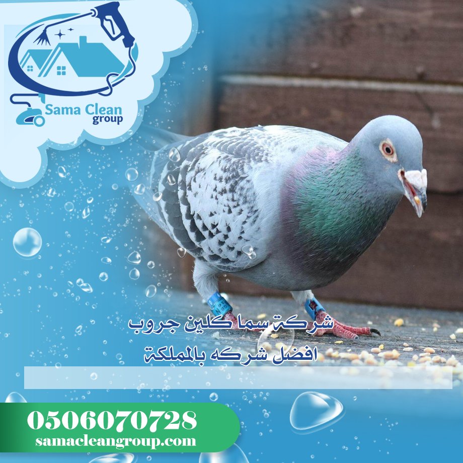 شركة مكافحة الحمام بمكة 4 شركة مكافحة الحمام بمكة