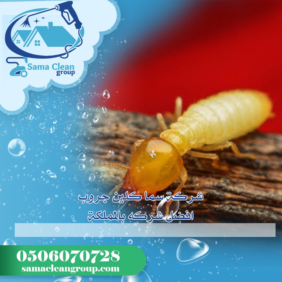 شركة مكافحة الرمة بمكة 2 شركة مكافحة الرمة بمكة