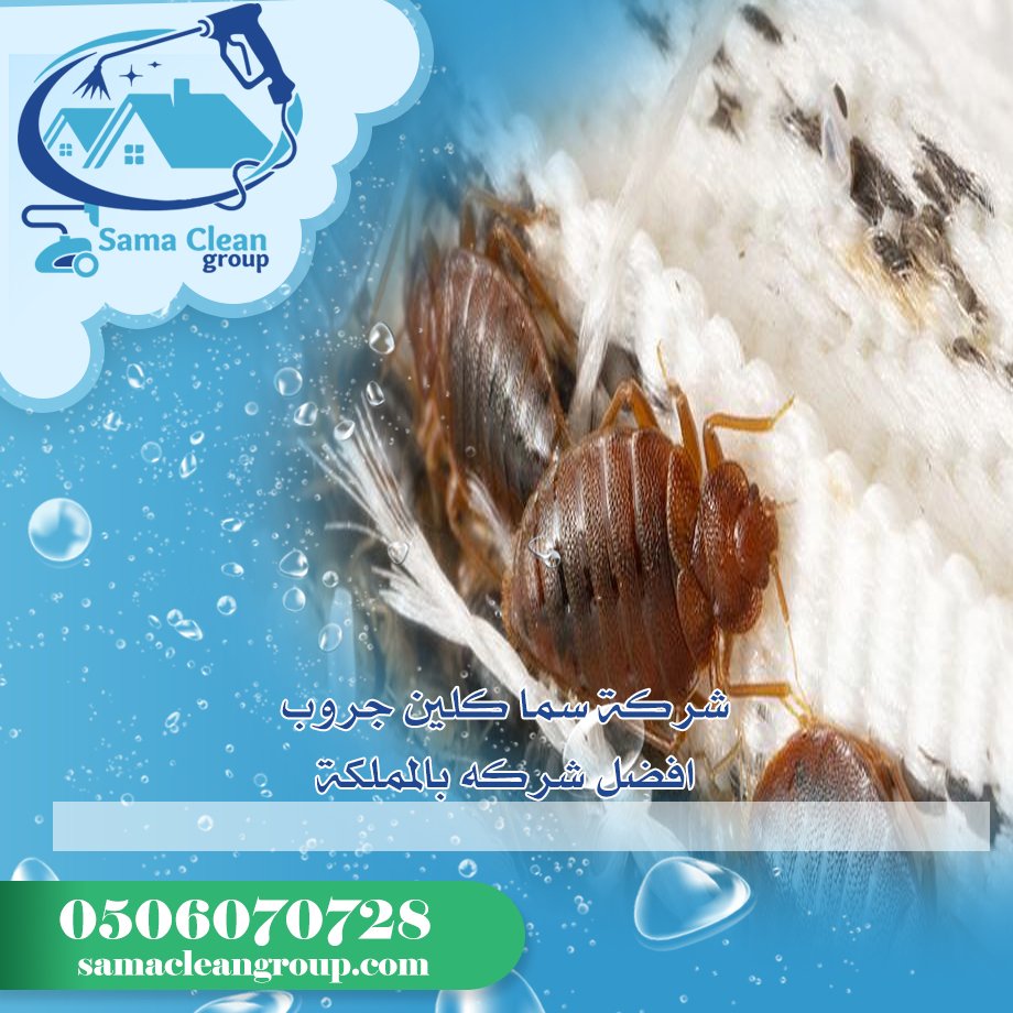 شركة مكافحة بق الفراش بمكة 4 شركة مكافحة بق الفراش بمكة