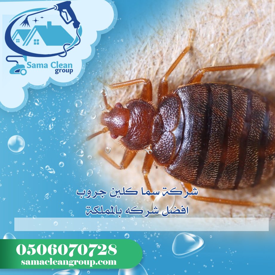 شركة مكافحة بق الفراش بمكة 3 شركة مكافحة بق الفراش بمكة