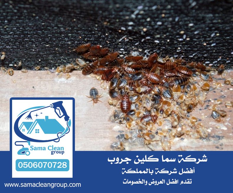 شركة مكافحة بق الفراش بجدة 7 شركة مكافحة بق الفراش بجدة