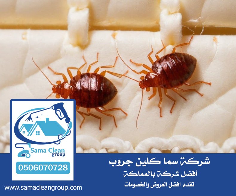 شركة مكافحة بق الفراش بجدة 4 شركة مكافحة بق الفراش بجدة