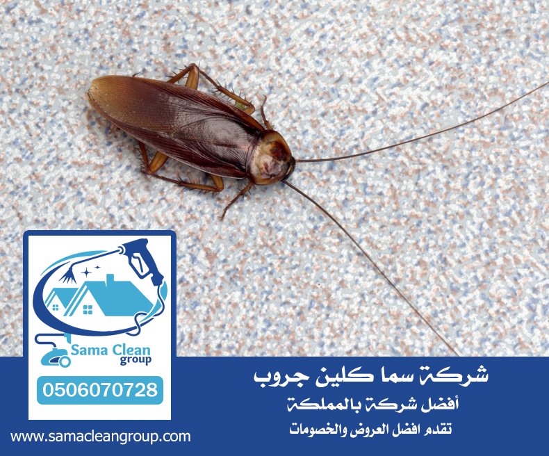 شركة مكافحة حشرات في بحره 3 شركة مكافحة حشرات في بحره