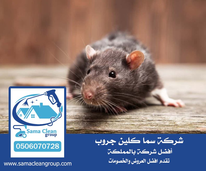 شركة مكافحة الفئران بجدة 12 شركة مكافحة الفئران بجدة