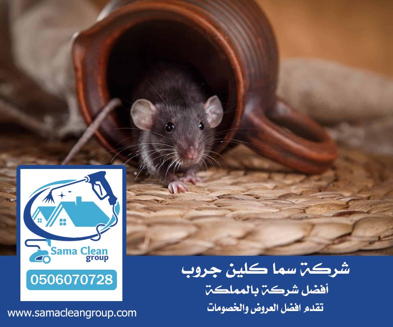 شركة مكافحة الفئران بمكة 21 شركة مكافحة الفئران بمكة