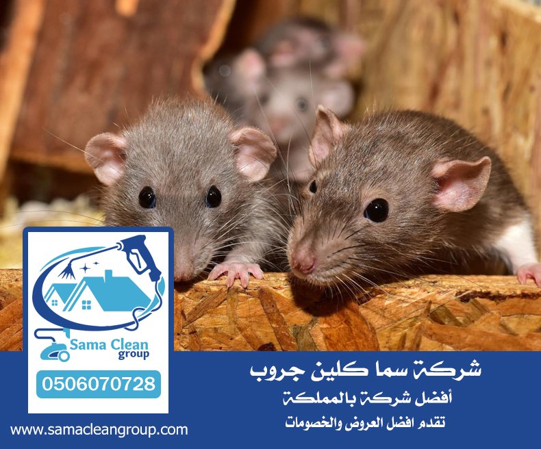 شركة مكافحة الفئران بجدة 4 شركة مكافحة الفئران بجدة