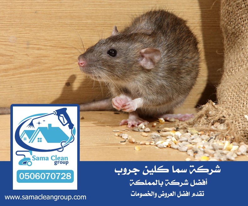 شركة مكافحة الفئران بجدة 5 شركة مكافحة الفئران بجدة