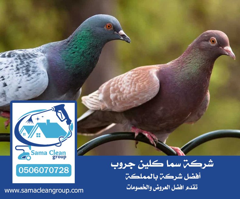 شركة مكافحة الحمام بمكة 5 شركة مكافحة الحمام بمكة