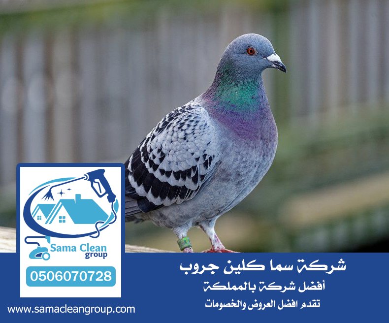 شركة تركيب طارد الحمام بجدة 5 شركة تركيب طارد الحمام بجدة