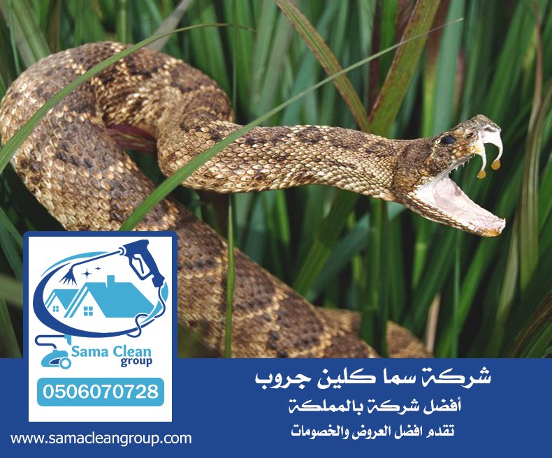 شركة مكافحة الثعابين بمكة 4 شركة مكافحة الثعابين بمكة