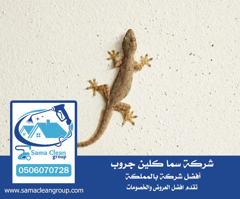 شركة مكافحة الوزغ بمكة 4 شركة مكافحة الوزغ بمكة