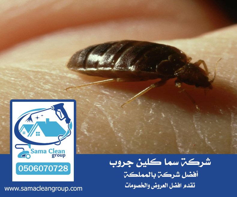 شركه رش بق بجدة 4 شركه رش بق بجدة