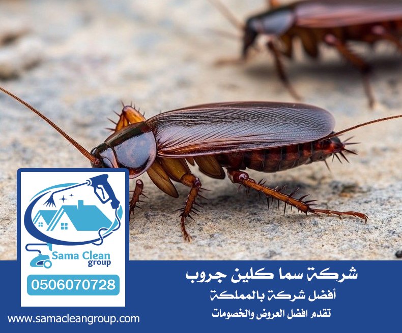 شركه رش صراصير بمكة 3 شركه رش صراصير بمكة