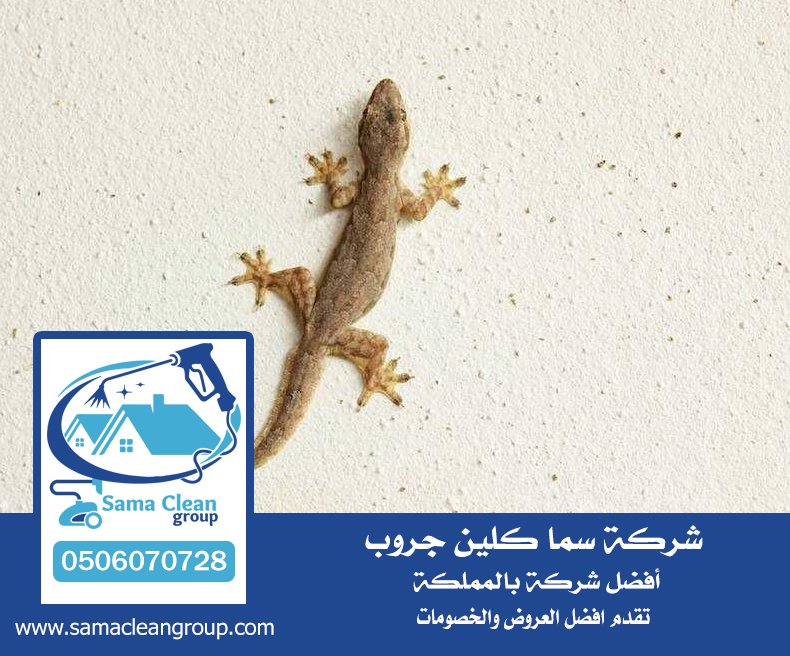 شركة مكافحه الوزغ بجدة (البرص ) 4 شركة مكافحه الوزغ بجدة (البرص )