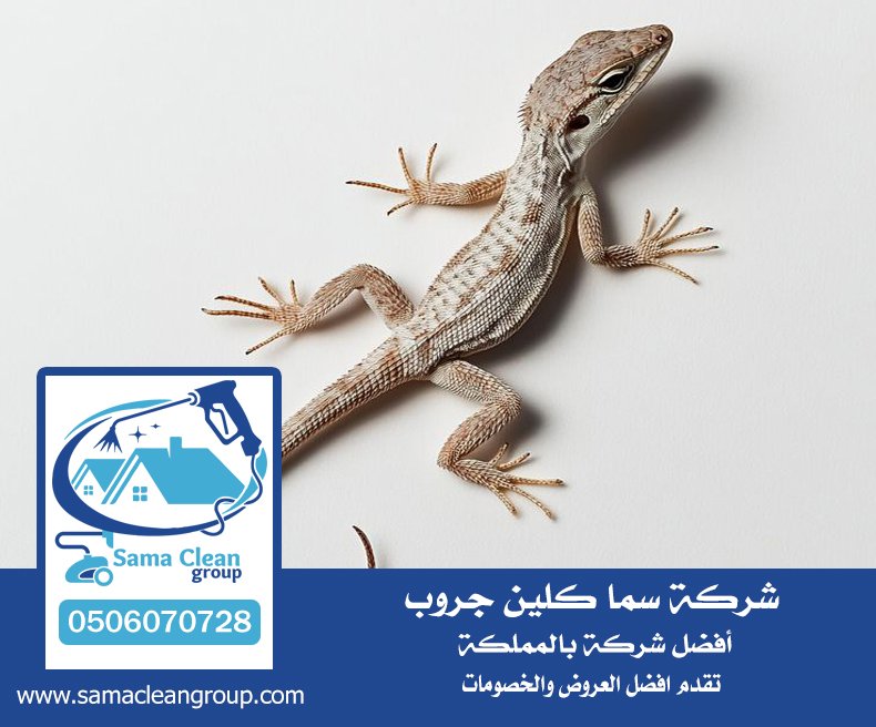 شركة مكافحه الوزغ بجدة (البرص ) 3 شركة مكافحه الوزغ بجدة (البرص )