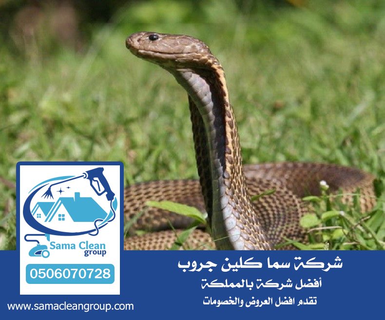 شركة مكافحة الثعابين بجدة 3 شركة مكافحة الثعابين بجدة