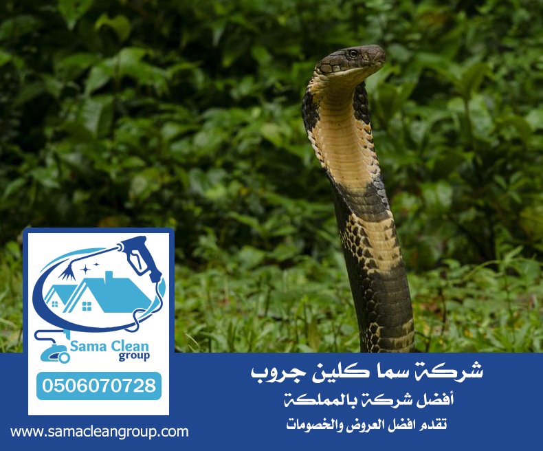 شركة مكافحة الثعابين بجدة 4 شركة مكافحة الثعابين بجدة