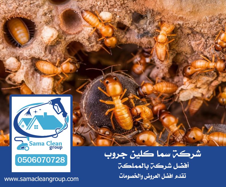 شركة مكافحه النمل الابيض بجدة 5 شركة مكافحه النمل الابيض بجدة