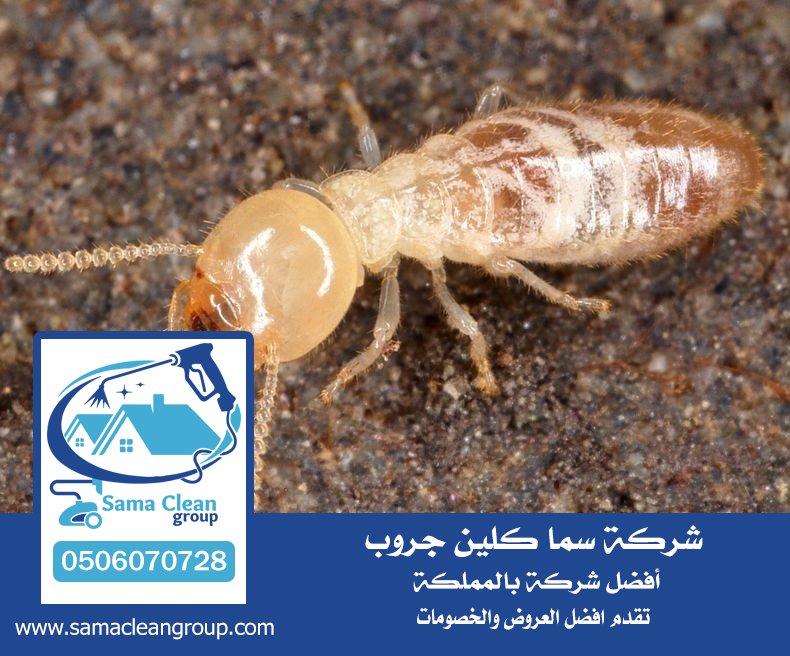 شركة مكافحه النمل الابيض بجدة 3 شركة مكافحه النمل الابيض بجدة