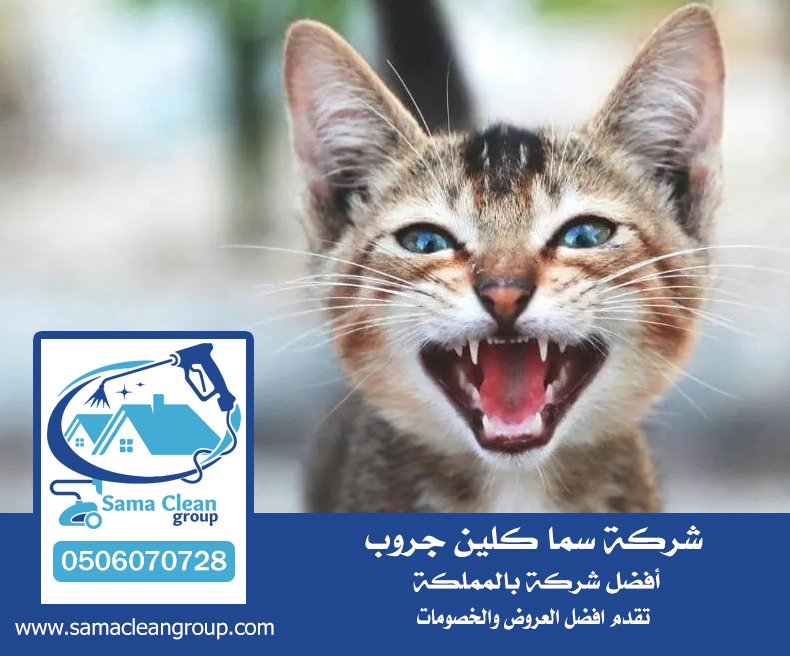 مكافحة الحيوانات الضالة القطط والكلاب والحيوانات الجبليه بجده 0 4 مكافحة الحيوانات الضالة القطط والكلاب والحيوانات الجبليه بجده 0