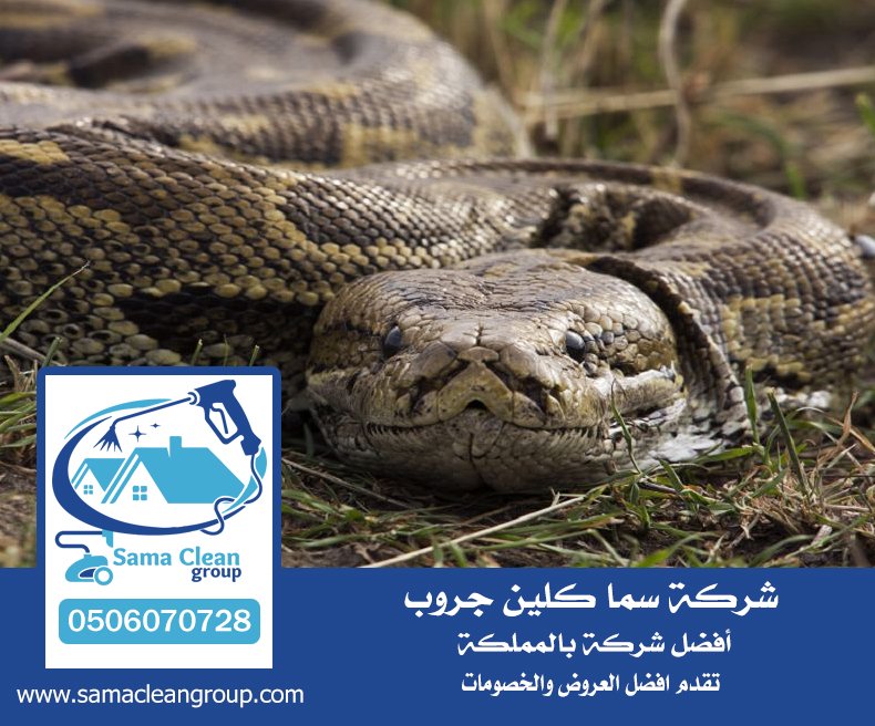 شركة مكافحة الافاعي بمكة 3 شركة مكافحة الافاعي بمكة