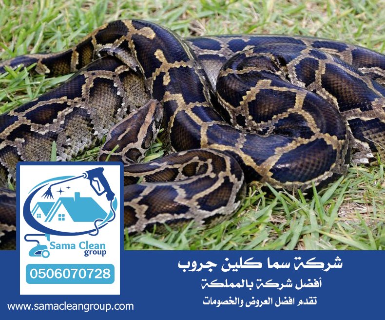 شركة مكافحة الافاعي بمكة 4 شركة مكافحة الافاعي بمكة