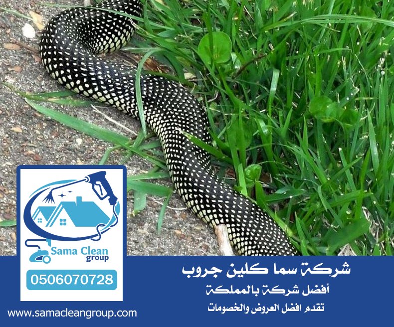 شركة مكافحة الافاعي بمكة 5 شركة مكافحة الافاعي بمكة