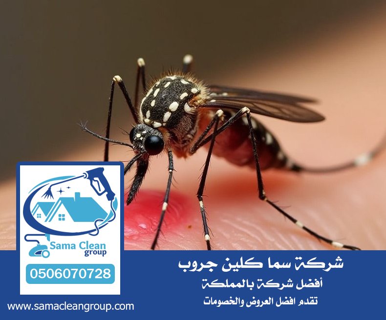 شركة مكافحة البراغيث بجدة 4 شركة مكافحة البراغيث بجدة