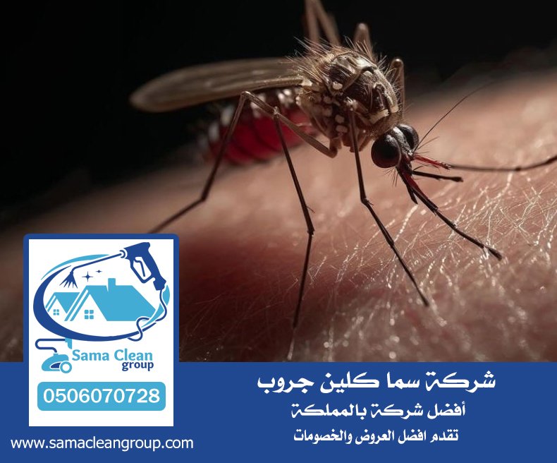 شركة مكافحة البراغيث بجدة 3 شركة مكافحة البراغيث بجدة