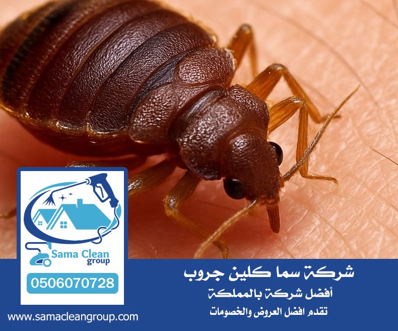 شركه رش بق بمكة 5 شركه رش بق بمكة