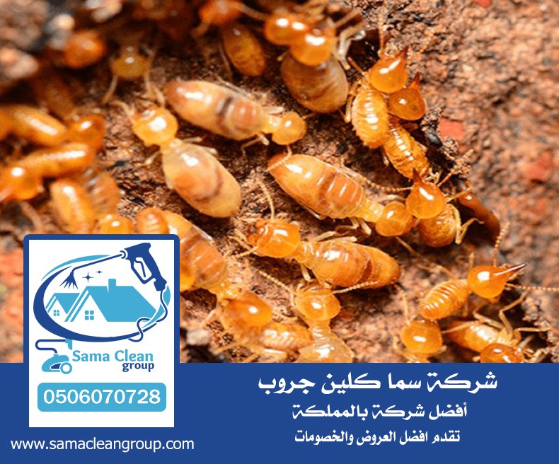 شركة مكافحة الرمة بمكة 3 شركة مكافحة الرمة بمكة