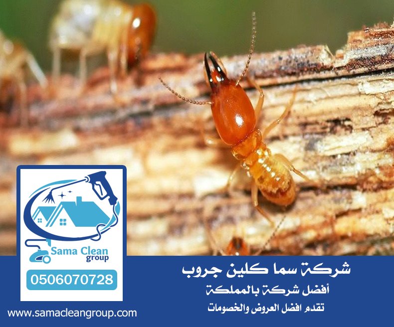 شركة مكافحة الرمة بمكة 4 شركة مكافحة الرمة بمكة