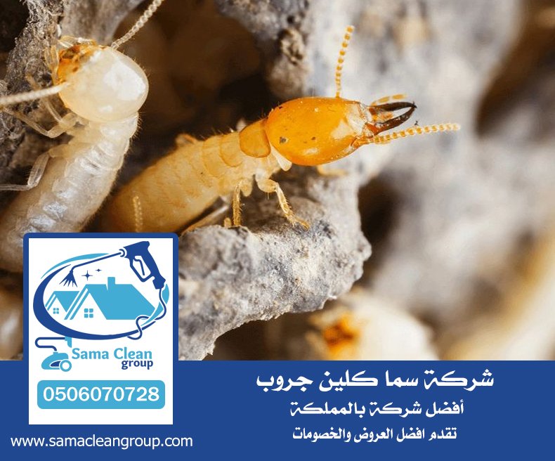 شركة مكافحة الربيه بجدة 4 شركة مكافحة الربيه بجدة