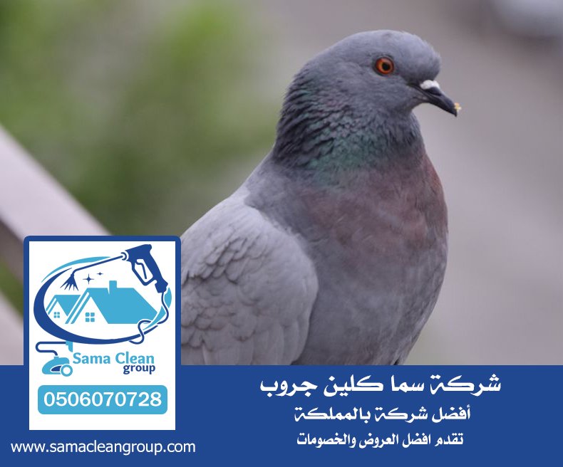 شركة مكافحة الحمام بمكة 4 شركة مكافحة الحمام بمكة