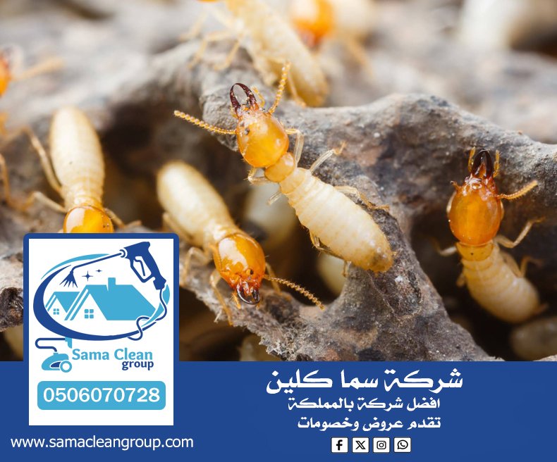 شركة مكافحة النمل الابيض بجدة 5 شركة مكافحة النمل الابيض بجدة