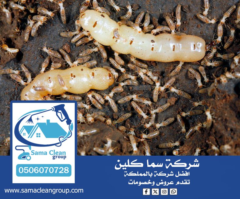 شركة مكافحة النمل الابيض بمكة 2 شركة مكافحة النمل الابيض بمكة