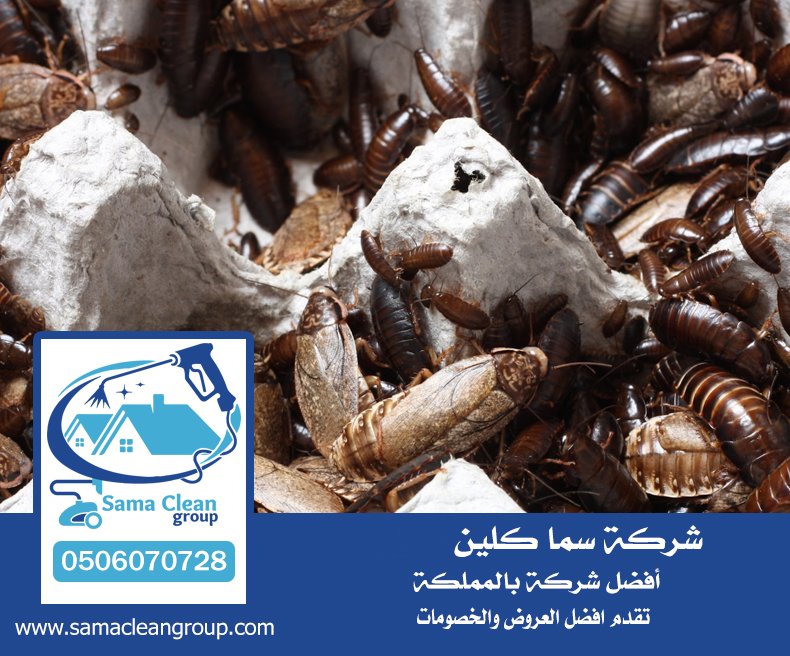 شركة مكافحة صراصير بجدة 4 شركة مكافحة صراصير بجدة