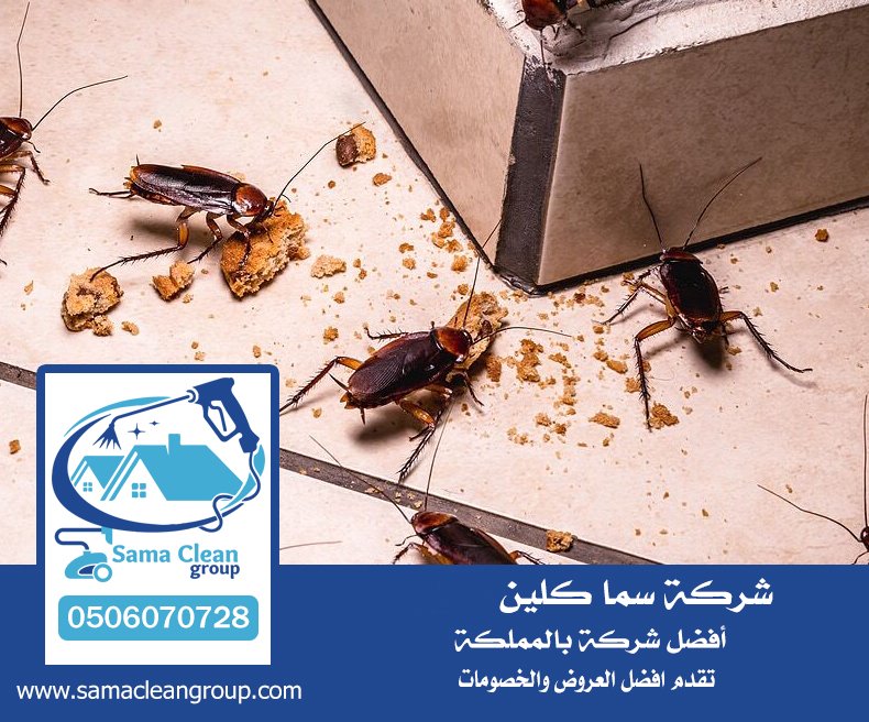شركة مكافحة صراصير بجدة 6 شركة مكافحة صراصير بجدة