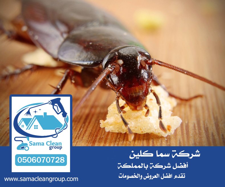 شركة مكافحة صراصير بجدة 5 شركة مكافحة صراصير بجدة