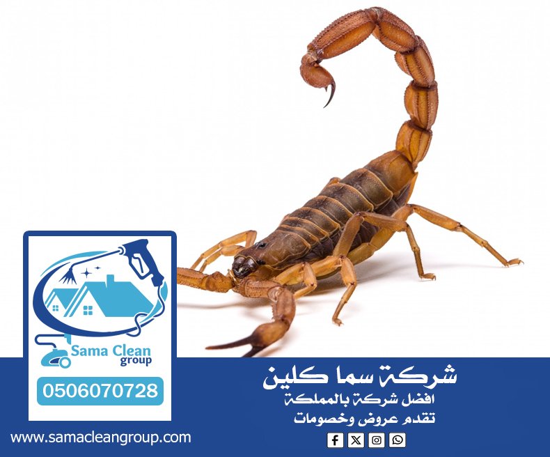 شركة مكافحة العقارب بمكة 5 شركة مكافحة العقارب بمكة