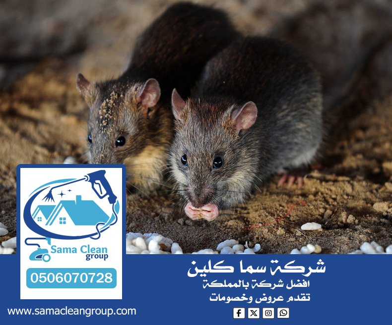 شركة مكافحة الفئران بمكة 5 شركة مكافحة الفئران بمكة