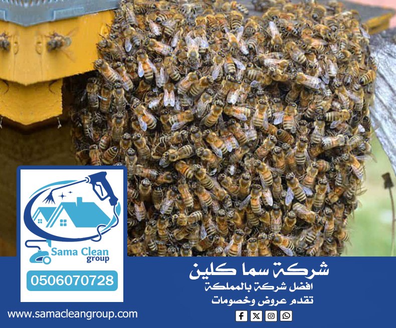 شركة مكافحة النحل بجدة 6 شركة مكافحة النحل بجدة