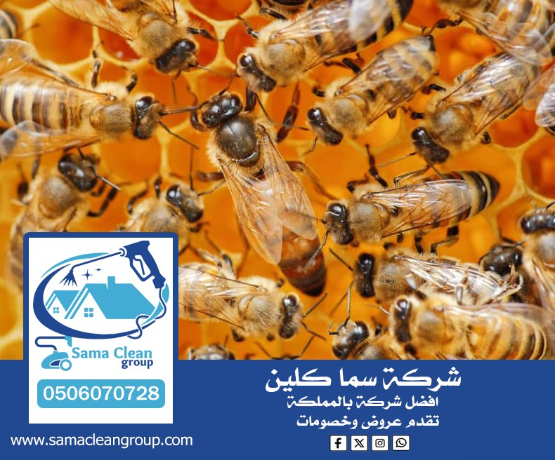 شركة مكافحة النحل بجدة 4 شركة مكافحة النحل بجدة