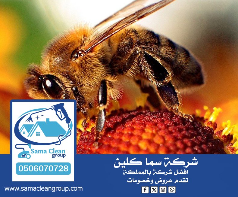 شركة مكافحة النحل بجدة 6 شركة مكافحة النحل بجدة